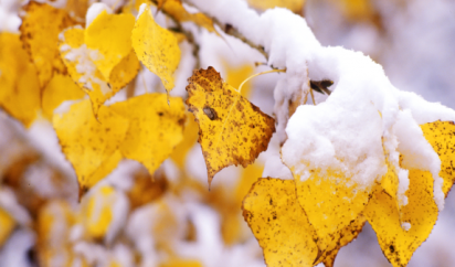 snow_frosted_autumn_leaves_long_goodbye.thumb.png